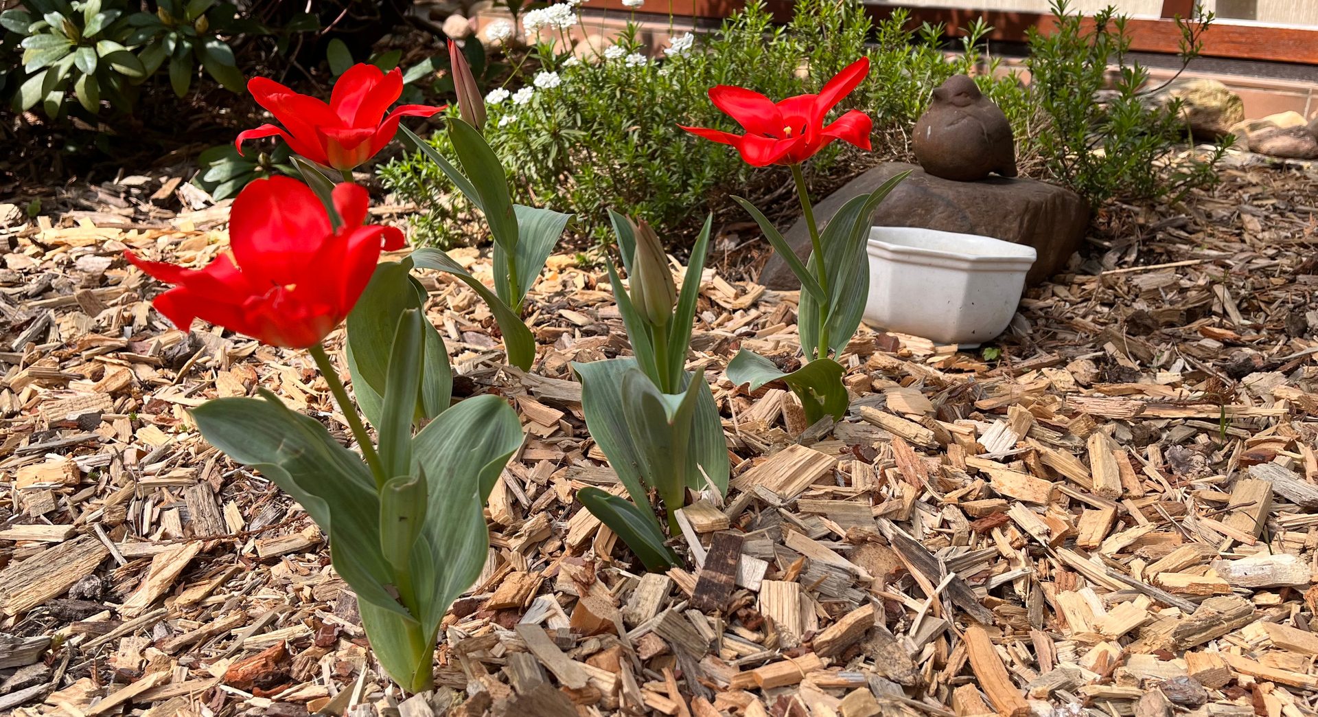 Tulpen im Garten
