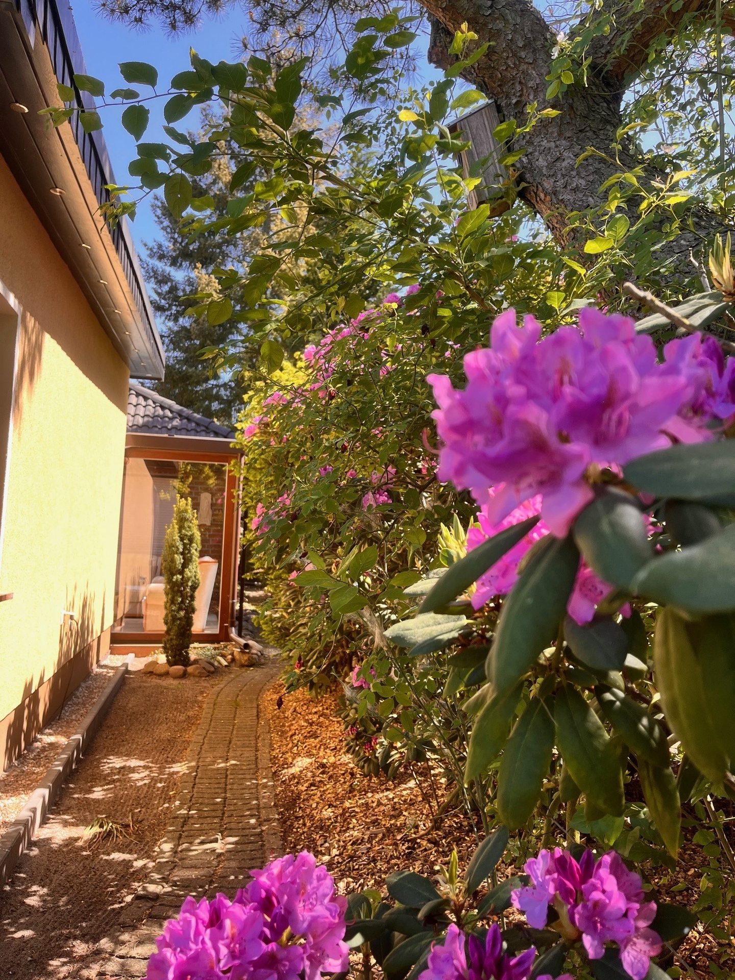 Rhododendren am Gartenweg