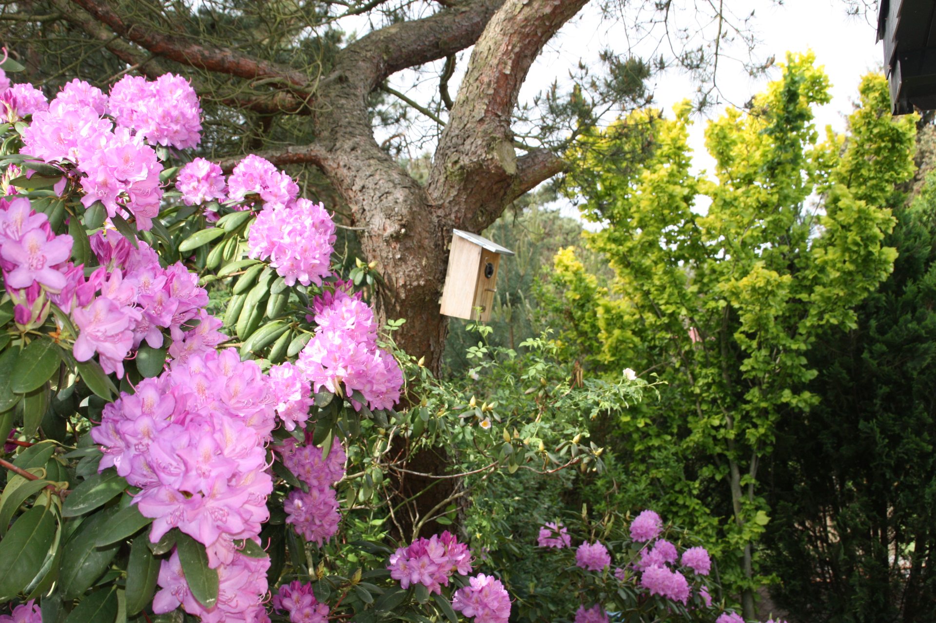 Garten im Frühjahr